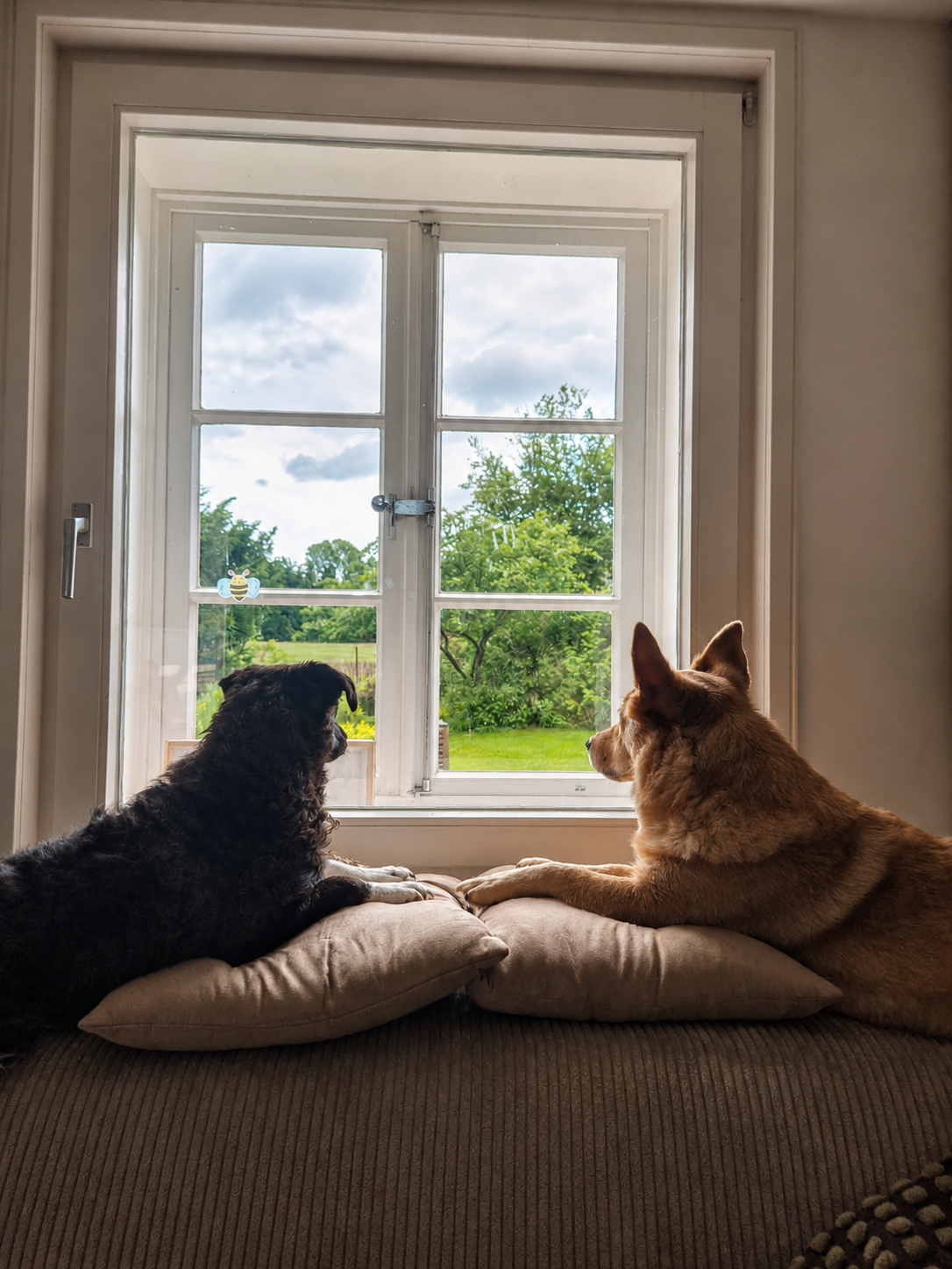Kyles zwei Hunde an einem Fenster mit Blick ins Grüne