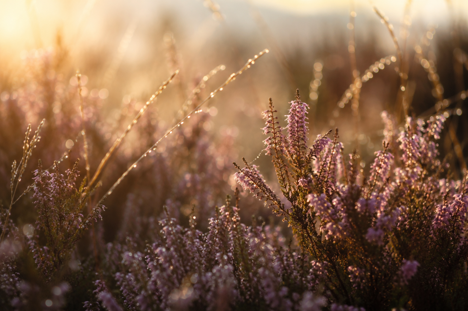 Heideblüten im warmen Morgenlicht